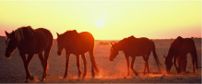 namib horses 202x84